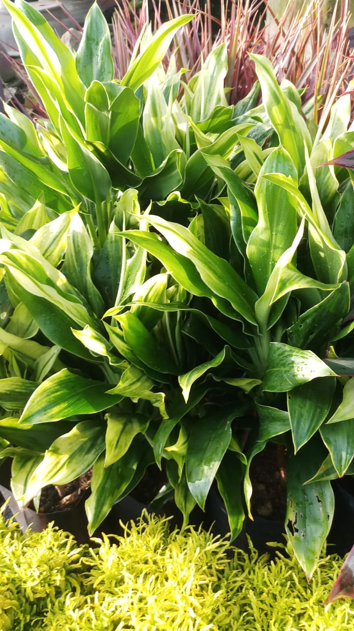 Pilihan lain - Planting